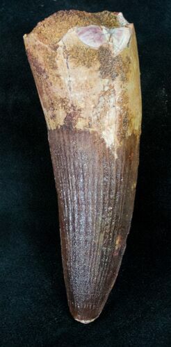 Big Spinosaurus Tooth - Excellent Preservation #12241